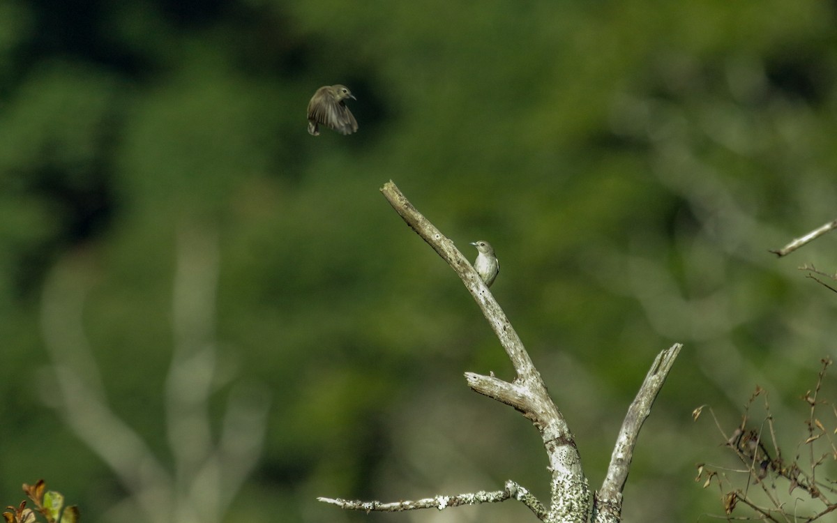 Nilgiri Flowerpecker - ML530414081