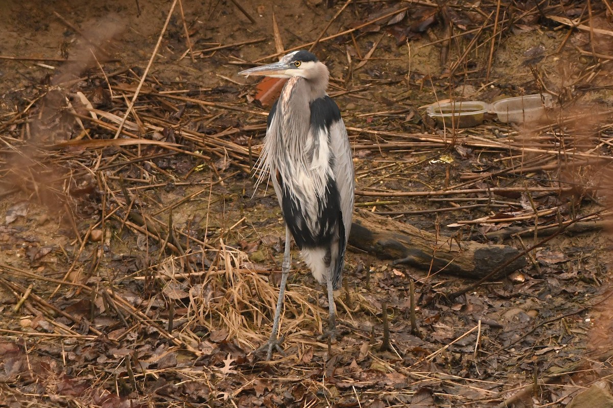 Great Blue Heron - Tom Frankel