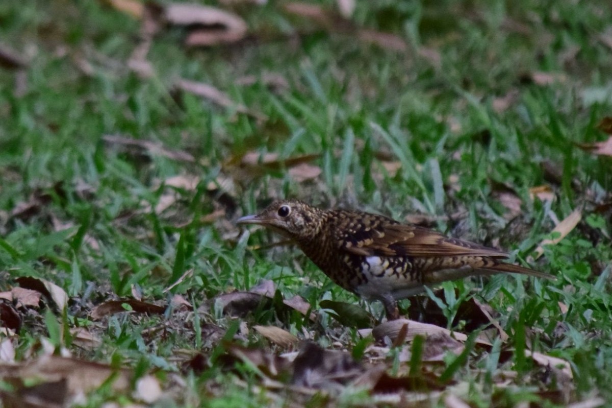 White's Thrush - ML530414601