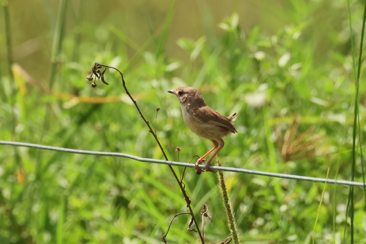 Red-backed Fairywren - Dennis Devers