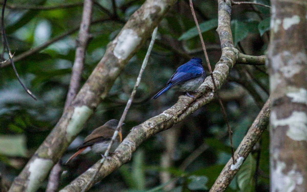 White-bellied Blue Flycatcher - ML530415091