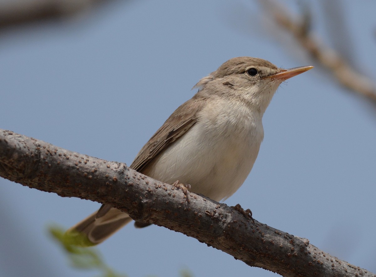 Upcher's Warbler - Clive Harris