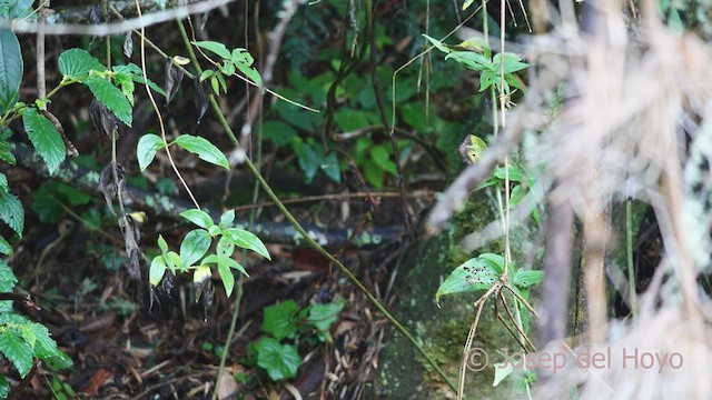 Perija Antpitta - ML530415851