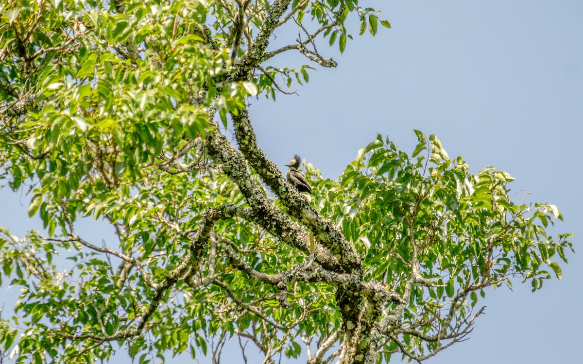 Heart-spotted Woodpecker - Abhijith surendran