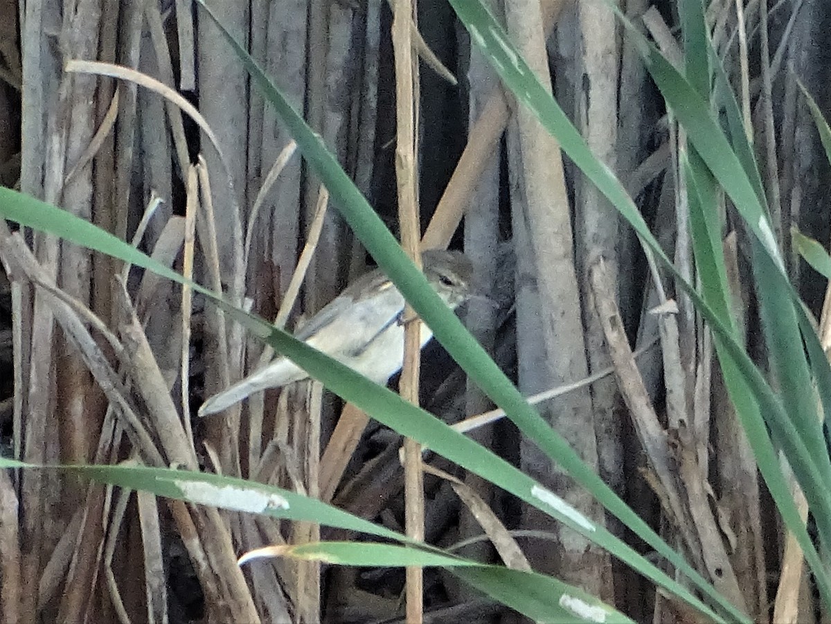 Australian Reed Warbler - ML530416261