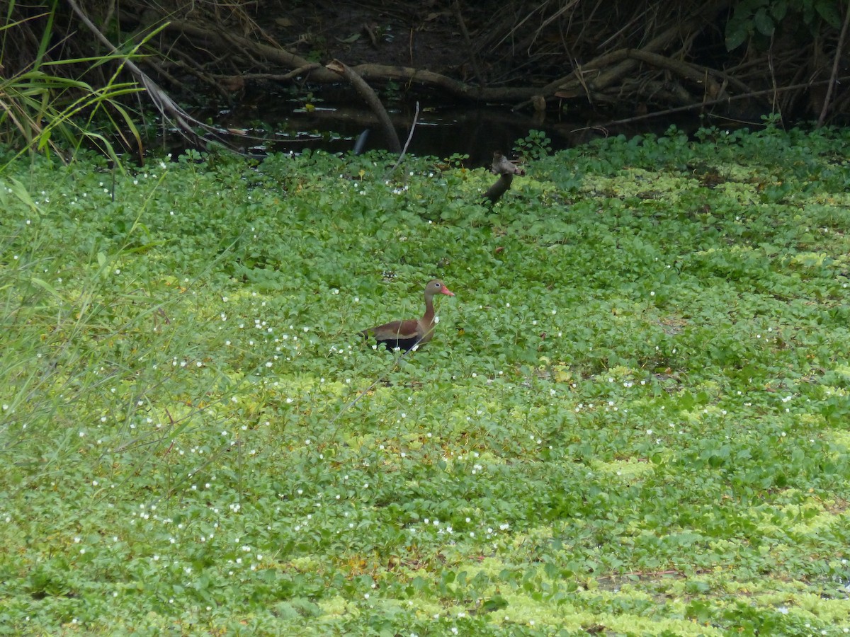 アカハシリュウキュウガモ - ML530416681