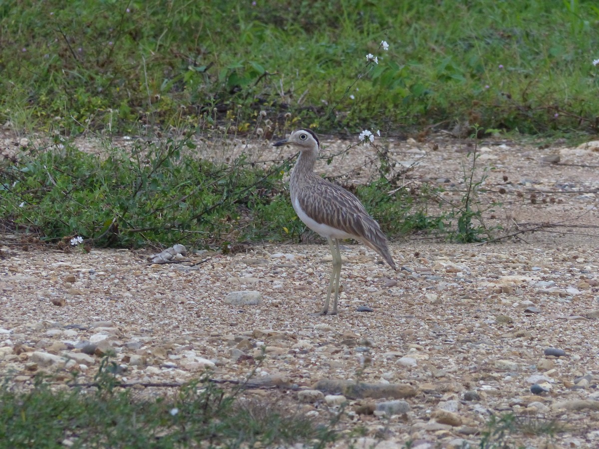 Double-striped Thick-knee - ML530416721