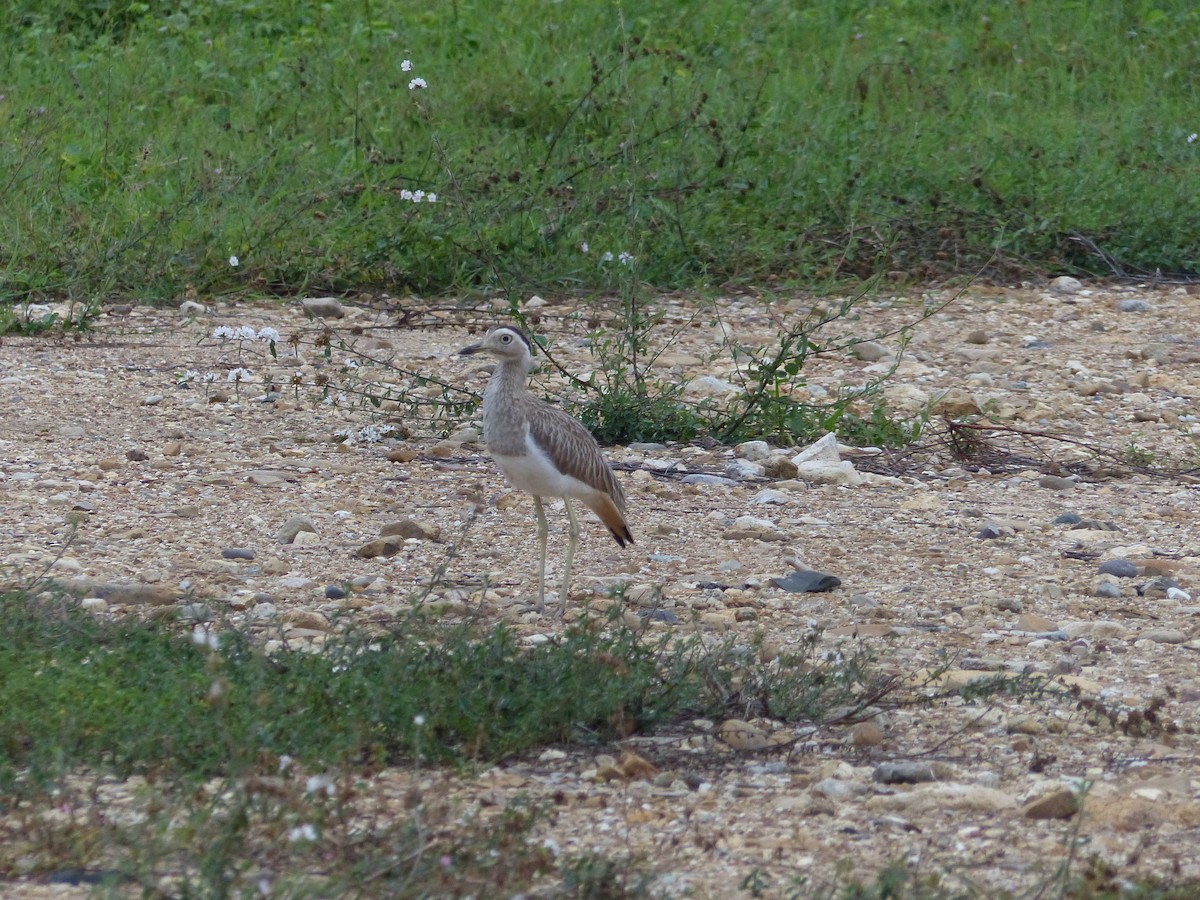 Double-striped Thick-knee - ML530416741