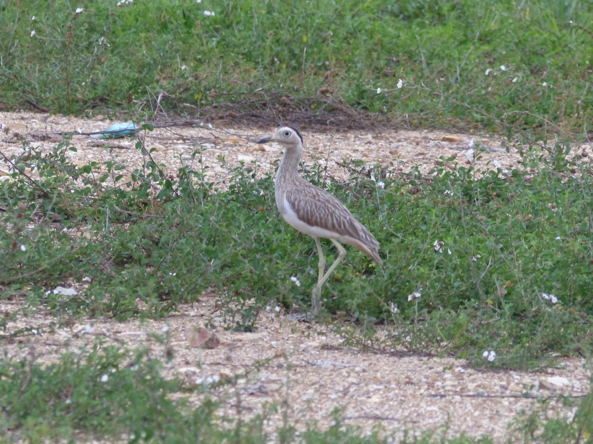 Double-striped Thick-knee - ML530416751