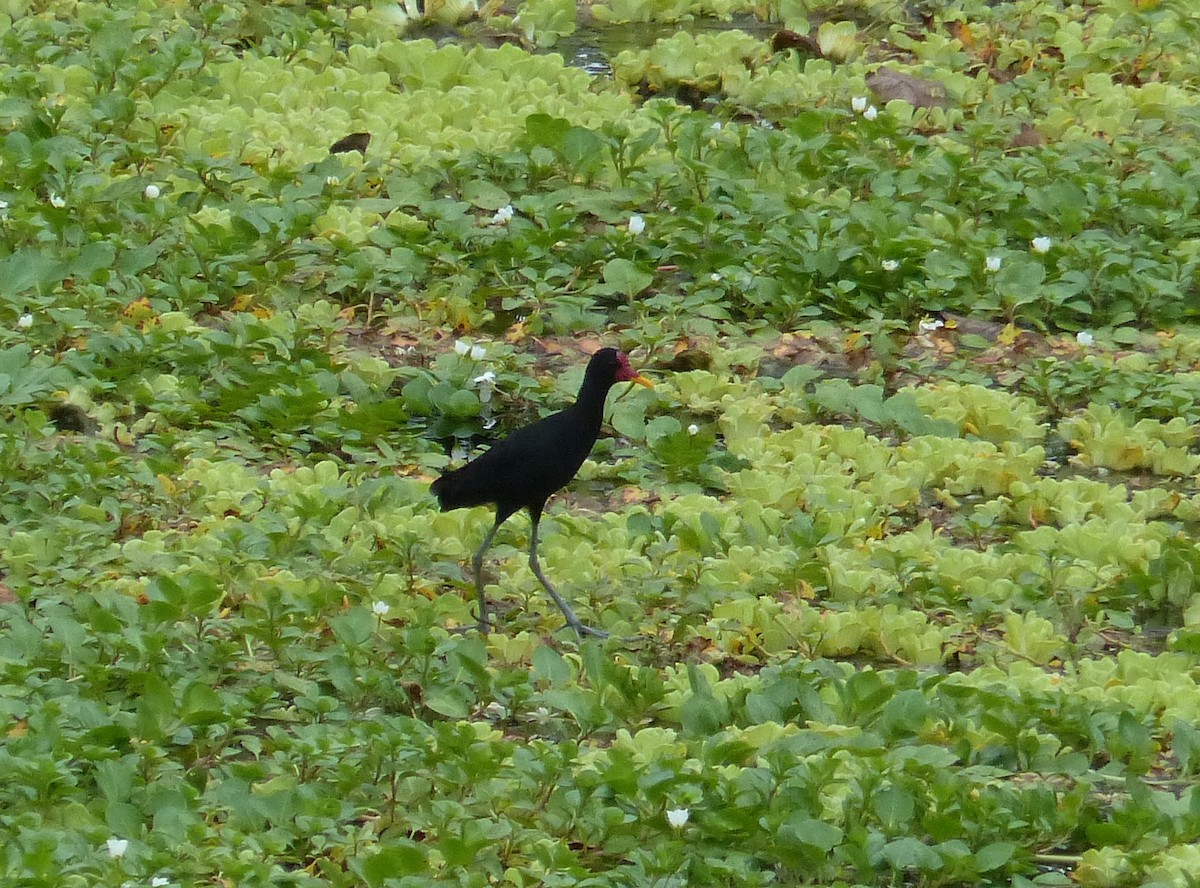 Jacana noir (hypomelaena) - ML530416781