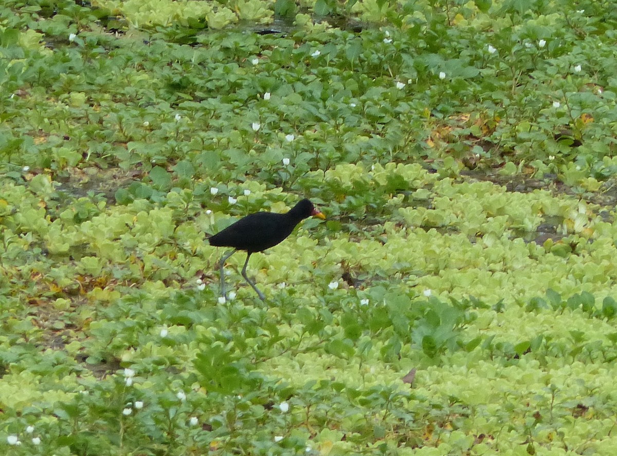 Wattled Jacana (Black-backed) - ML530416791