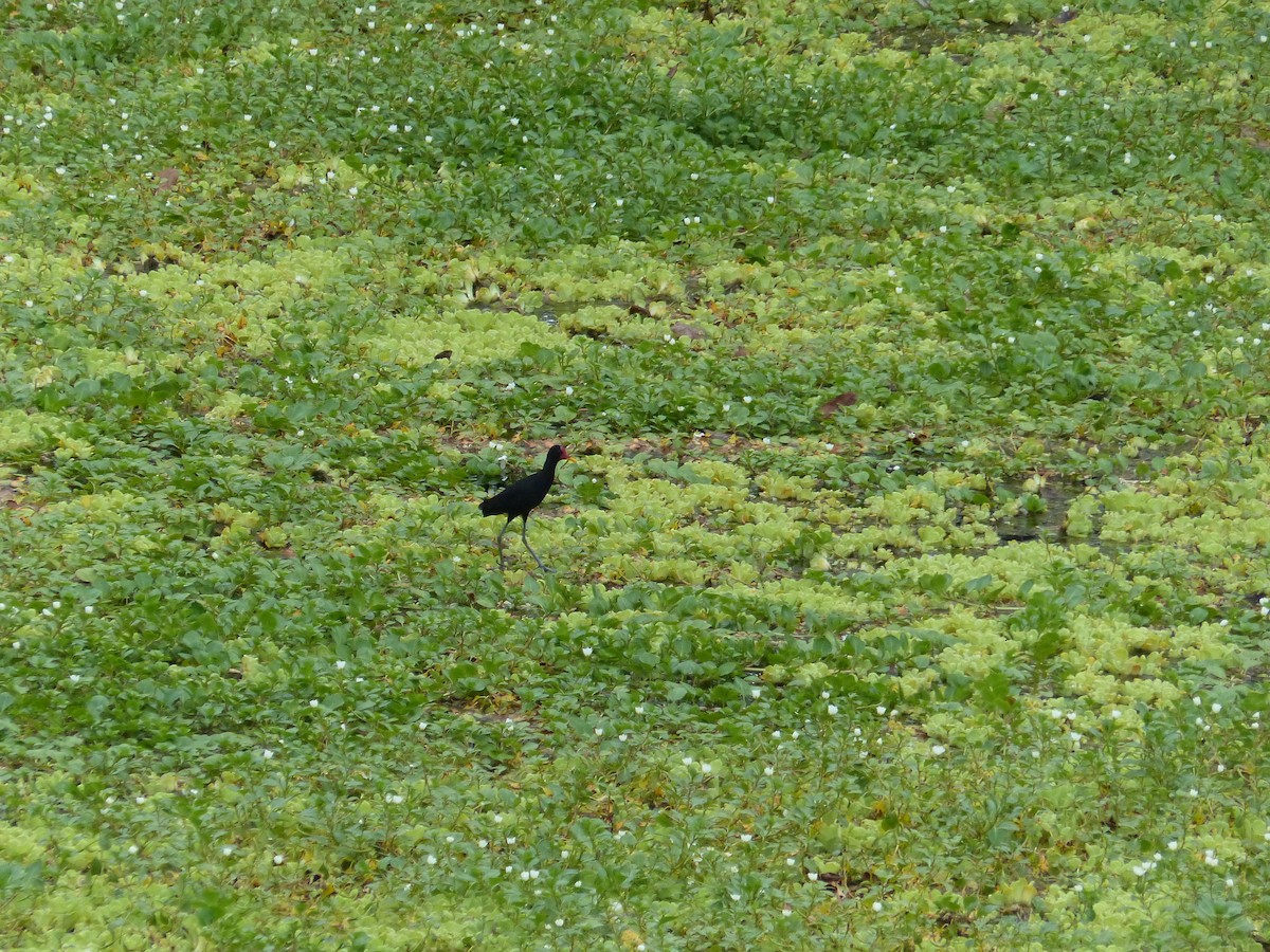 Jacana noir (hypomelaena) - ML530416811