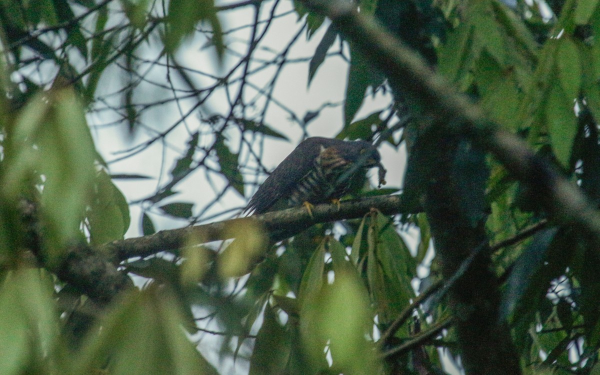 Large Hawk-Cuckoo - ML530417231