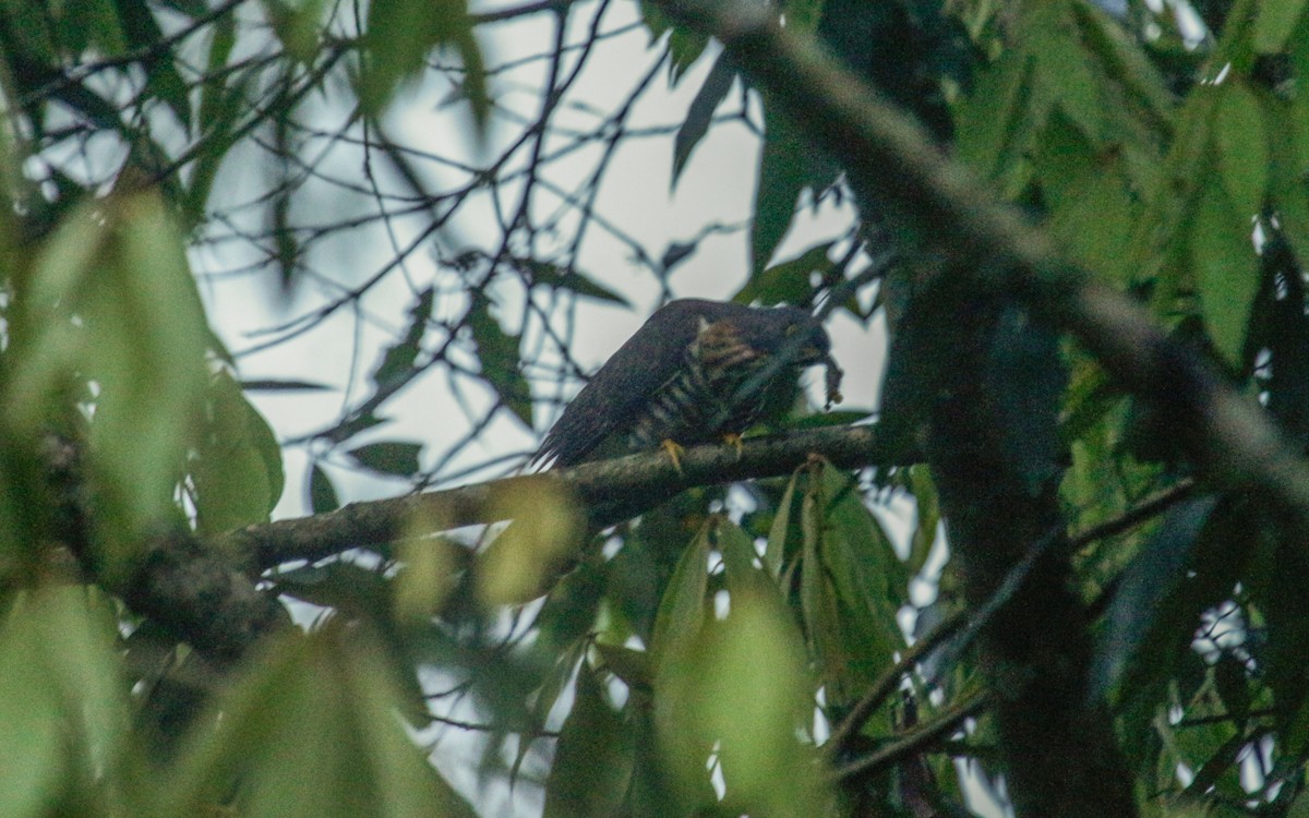 Large Hawk-Cuckoo - Abhijith surendran