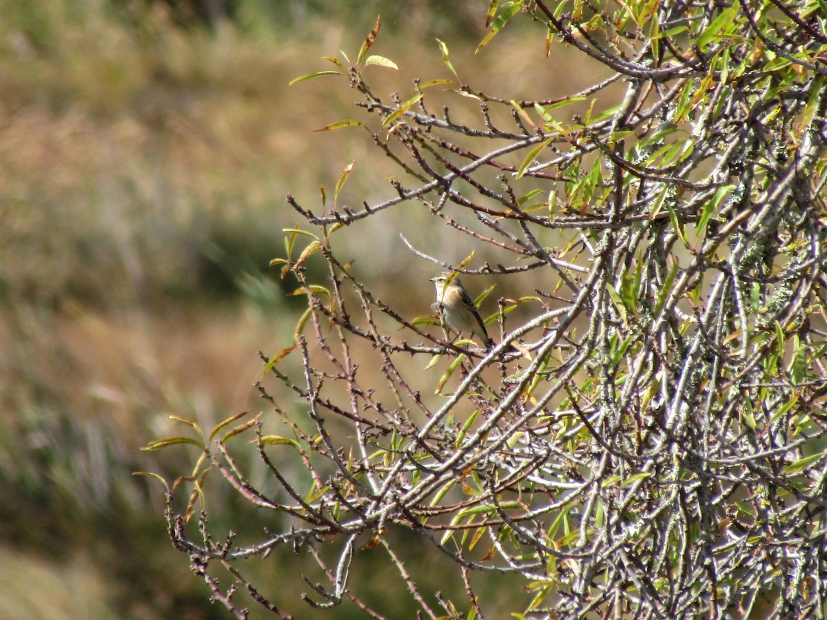 Whinchat - ML530417241