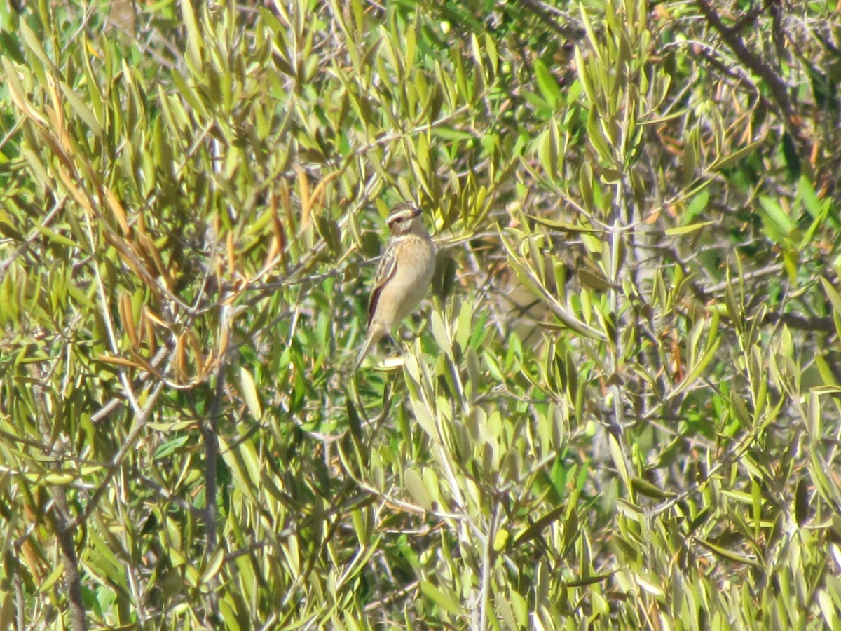 Whinchat - ML530417261