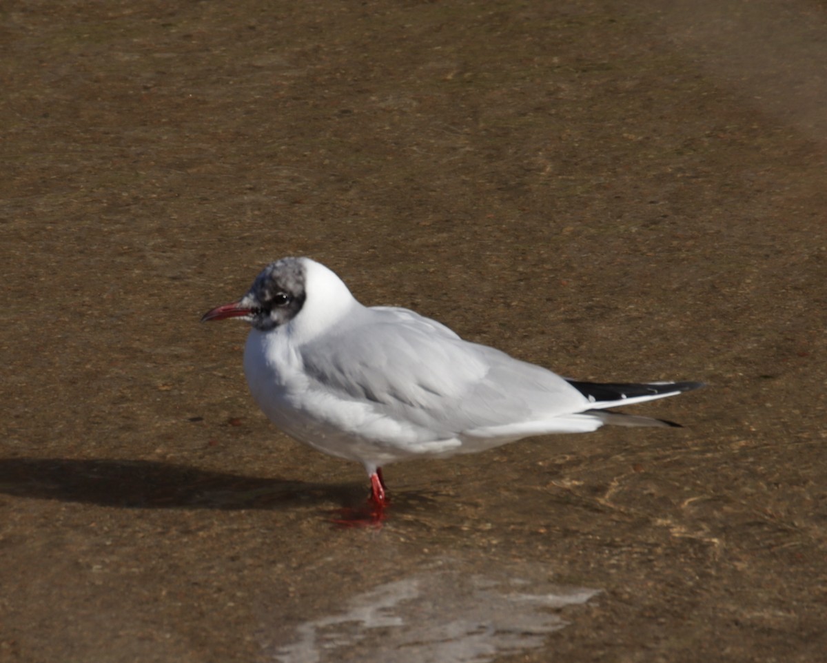 Black-headed Gull - Edmund Bell