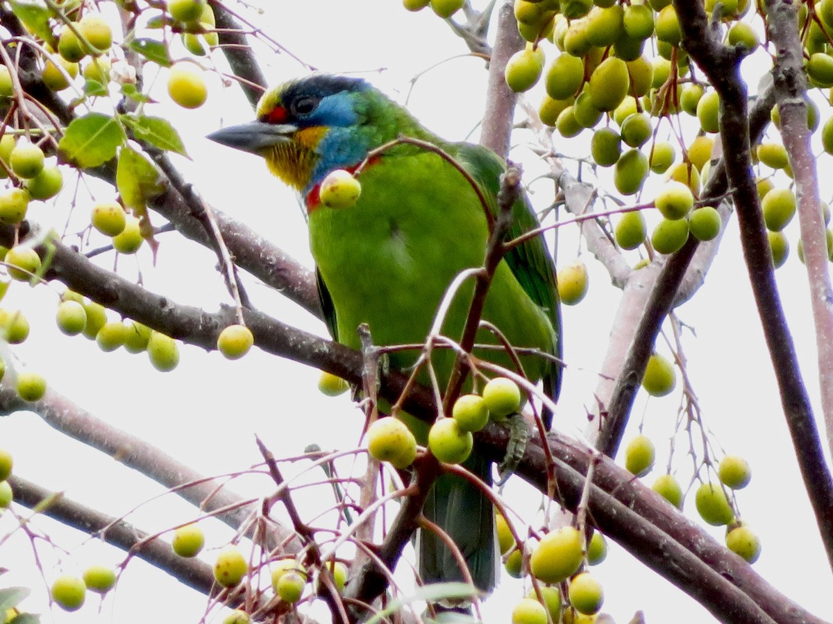 barbet tchajwanský - ML530418331