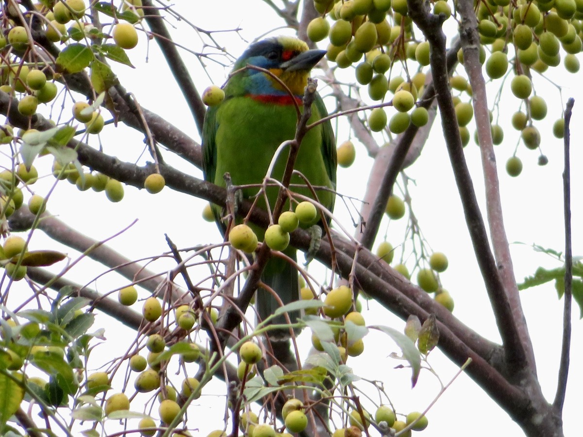 Taiwan Barbet - Tom Dayton