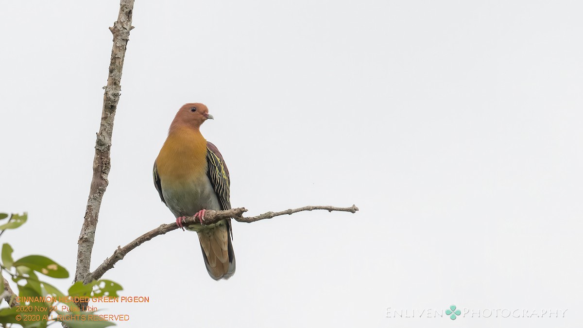 Cinnamon-headed Green-Pigeon - Vincent Yeow-Ming NG
