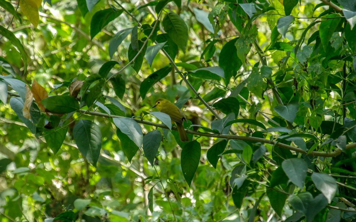 Yellow-browed Bulbul - ML530419221