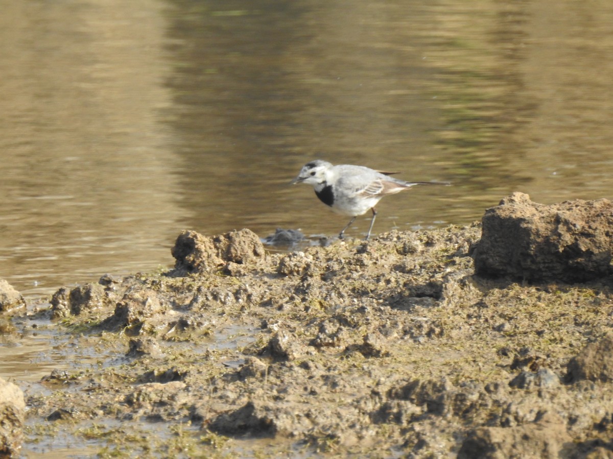 White Wagtail - Ahammed Saeed