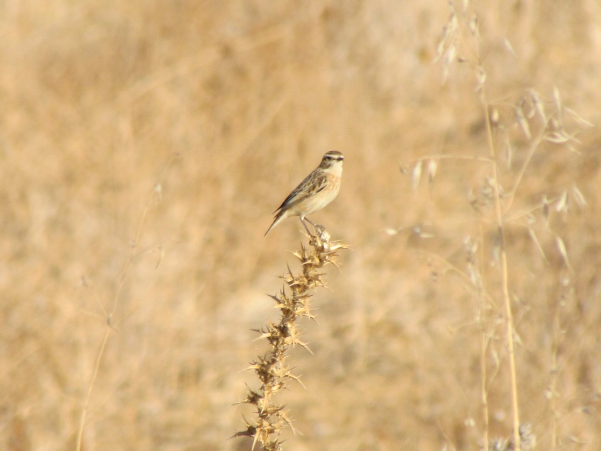 Whinchat - ML530421061