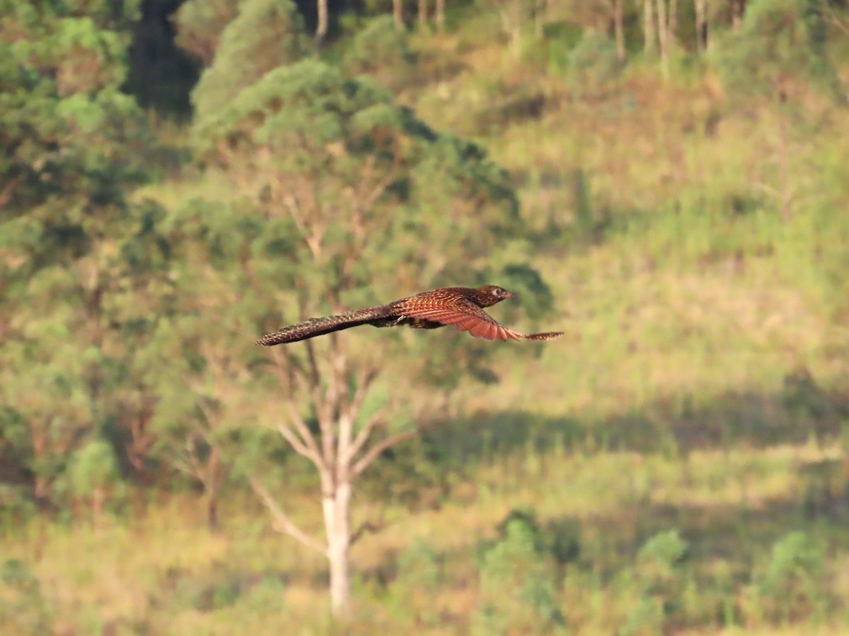 Pheasant Coucal - Regan Scheuber