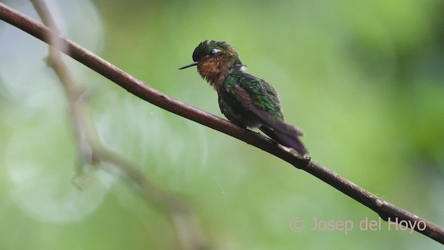 kolibřík dřišťálový - ML530421691