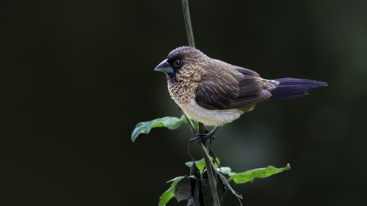 White-rumped Munia - ML530421841