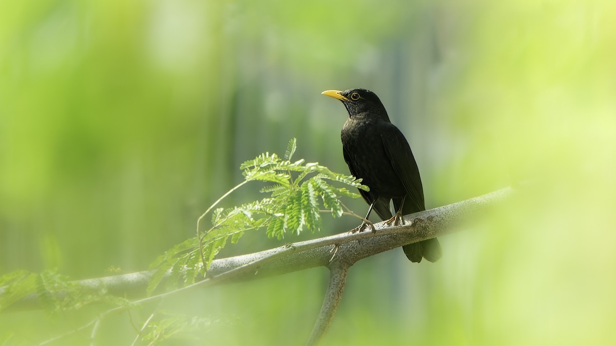 Chinese Blackbird - ML530421891