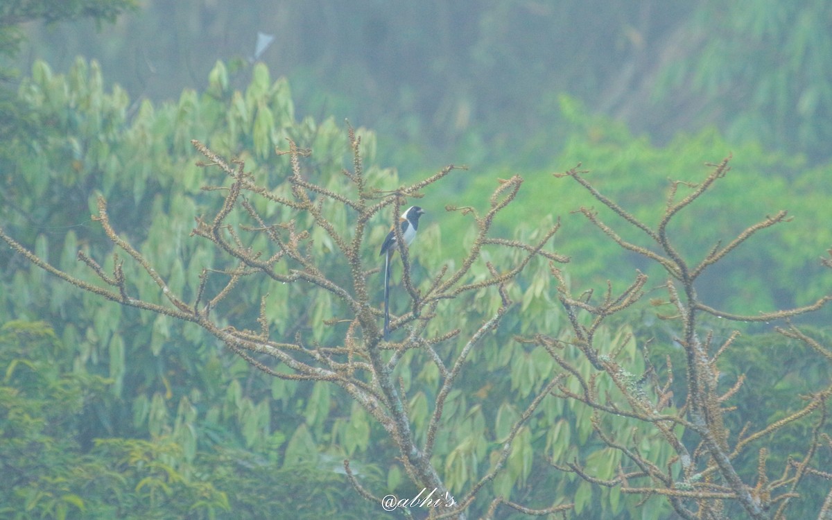 White-bellied Treepie - ML530421951