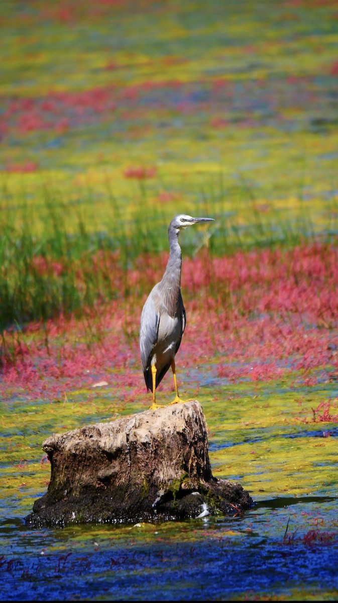 White-faced Heron - ML530422051