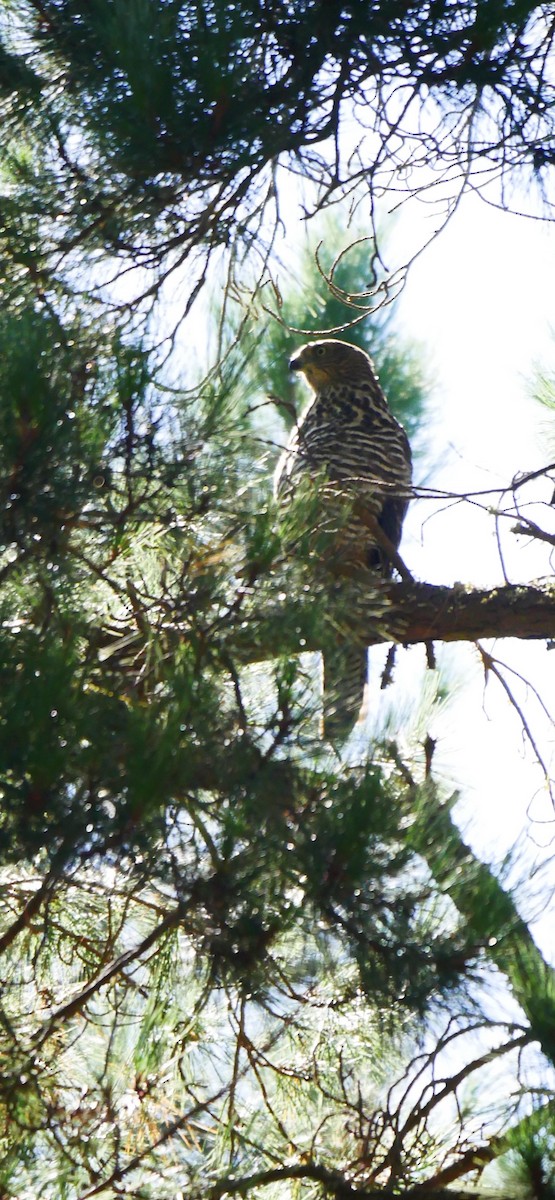 Collared Sparrowhawk - ML530422071