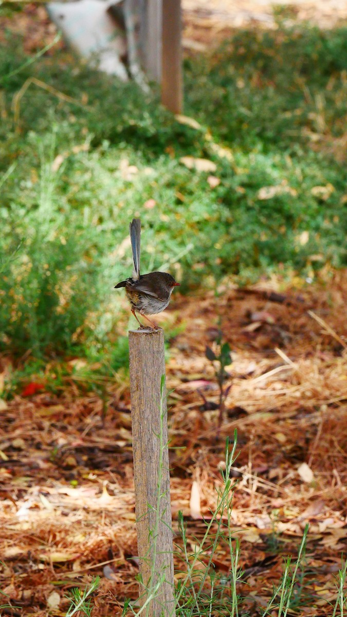 Superb Fairywren - ML530422101