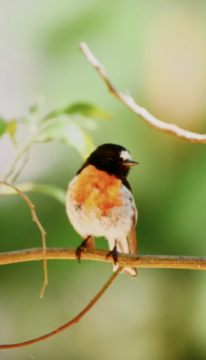 Scarlet Robin - ML530422111