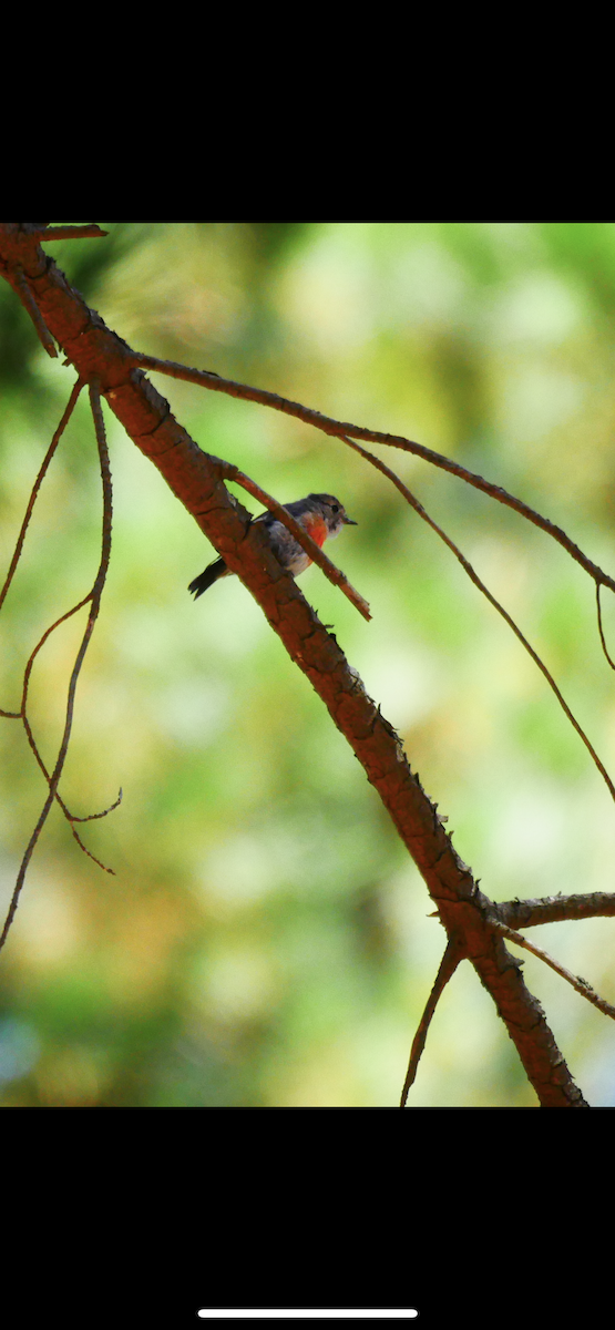 Scarlet Robin - ML530422121