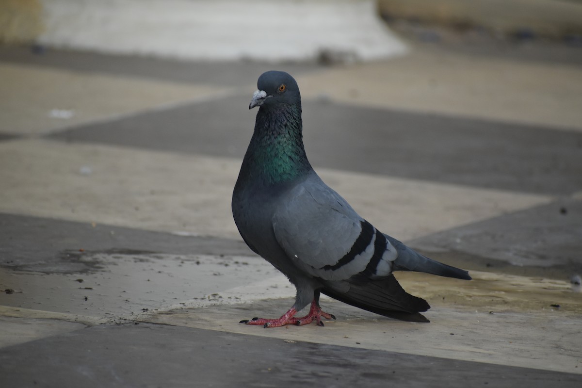 Rock Pigeon (Feral Pigeon) - ML530422141
