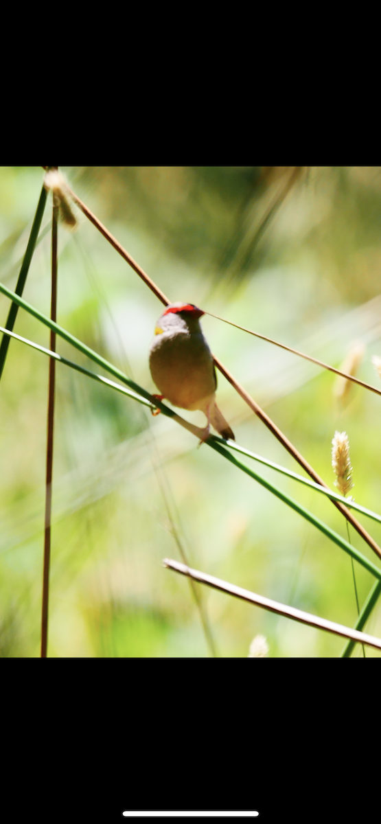 Red-browed Firetail - ML530422231