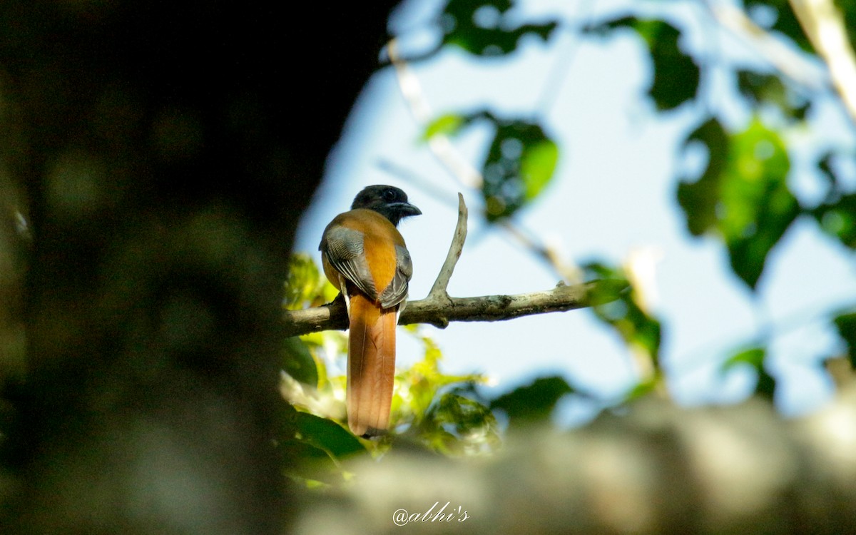 Malabar Trogon - Abhijith surendran