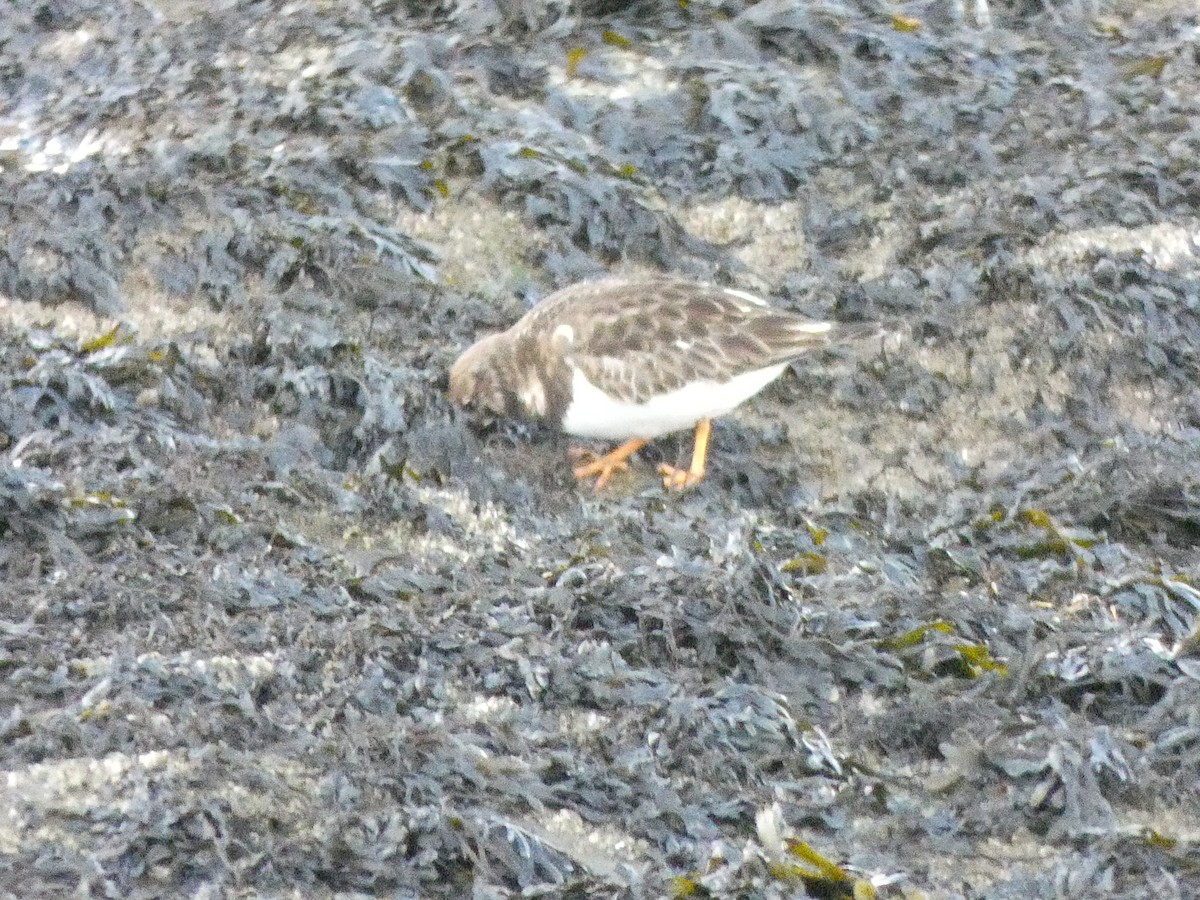 Ruddy Turnstone - ML530422601