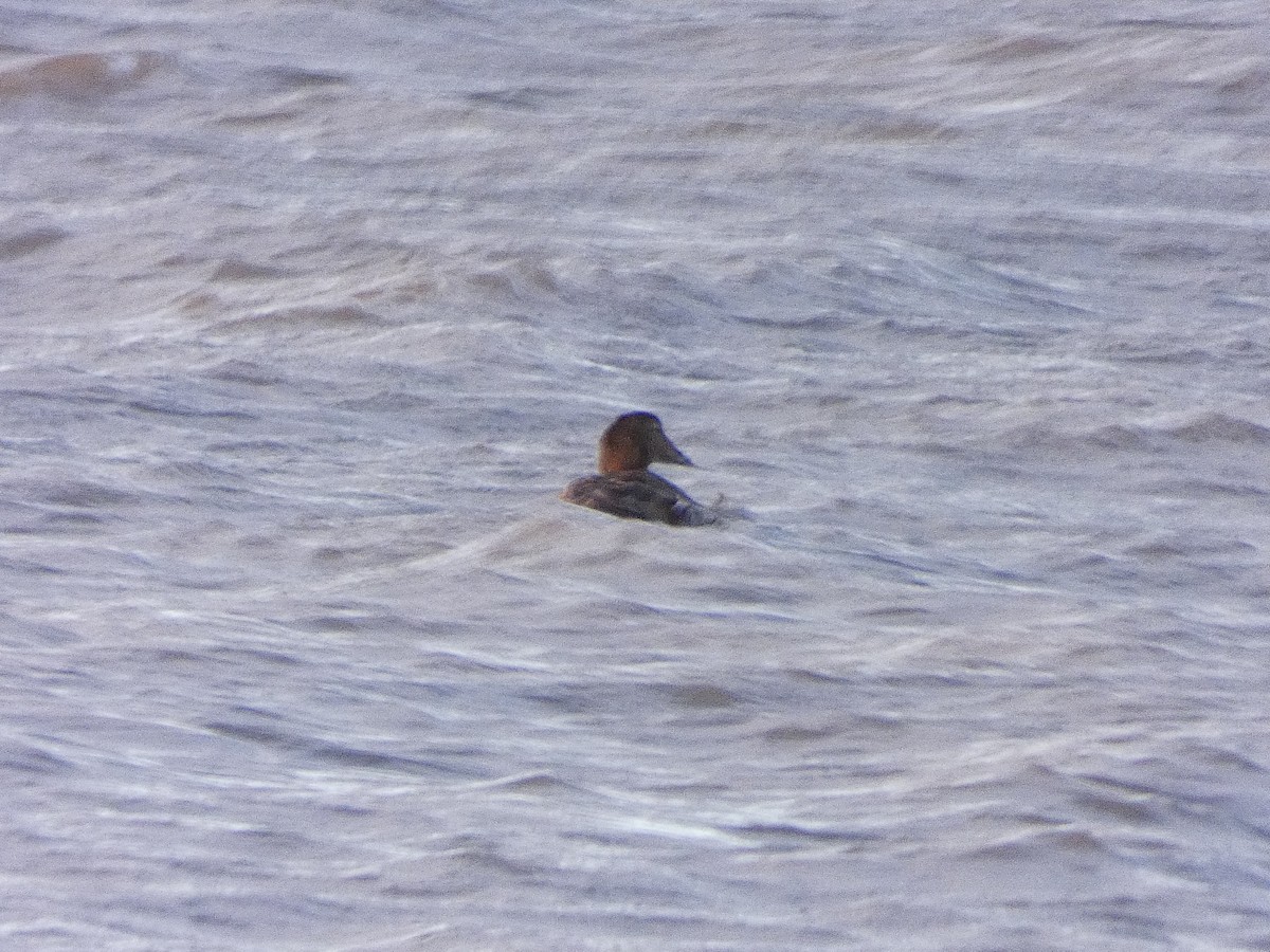 Common Eider - ML530422701