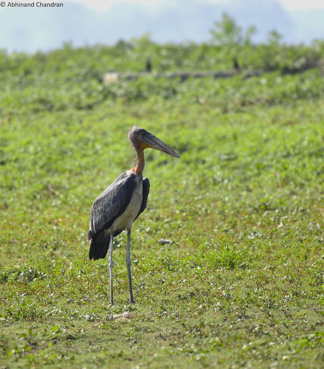 Lesser Adjutant - ML530422741