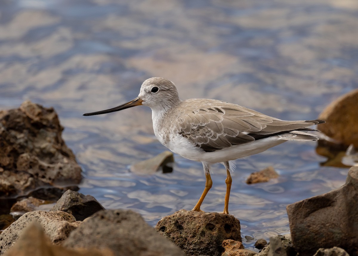 Terek Sandpiper - ML530423261