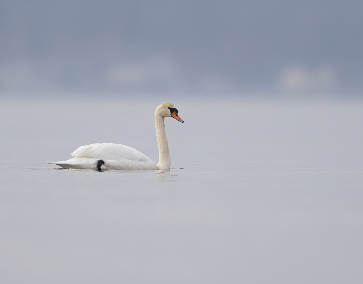 Cygne tuberculé - ML530423461