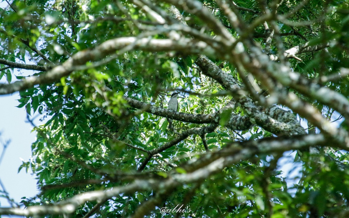 Malabar Woodshrike - Abhijith surendran