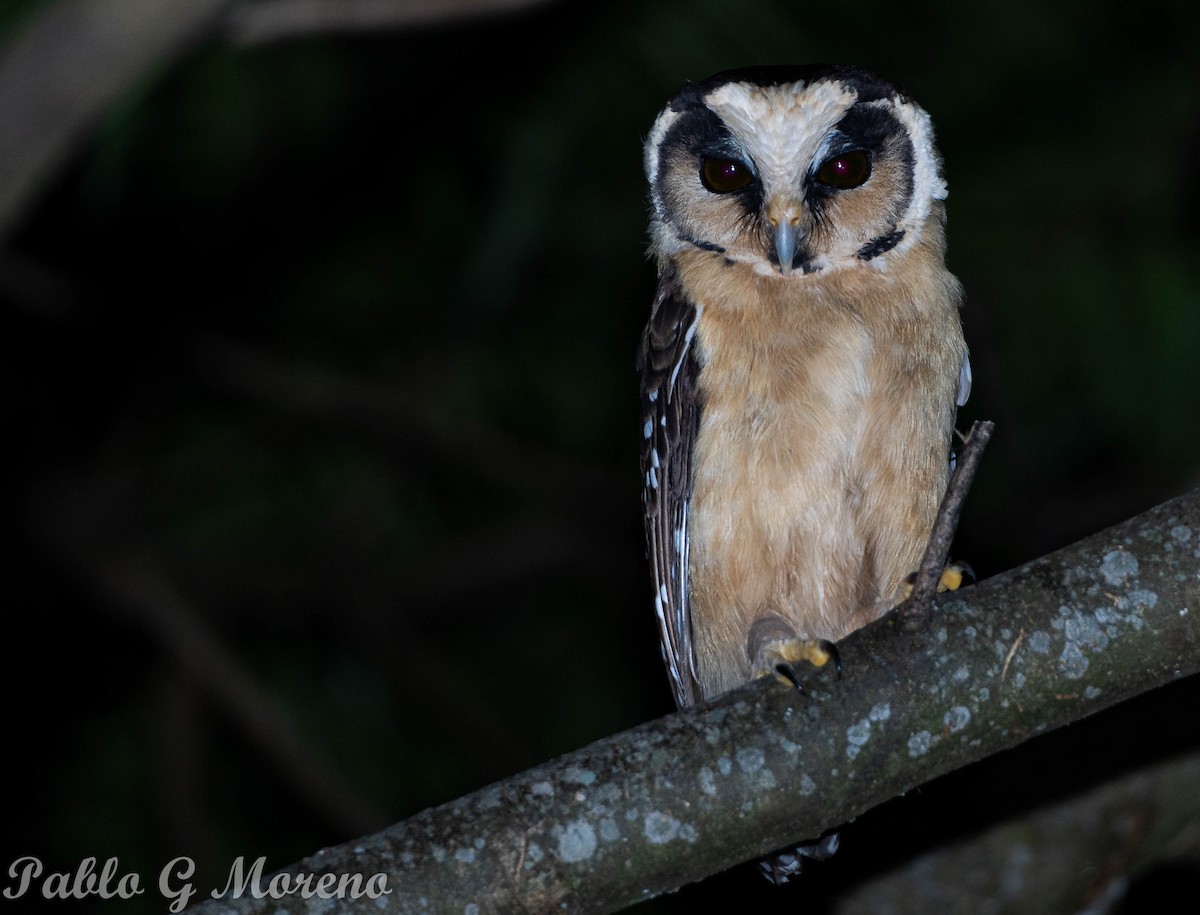 Buff-fronted Owl - Pablo Moreno