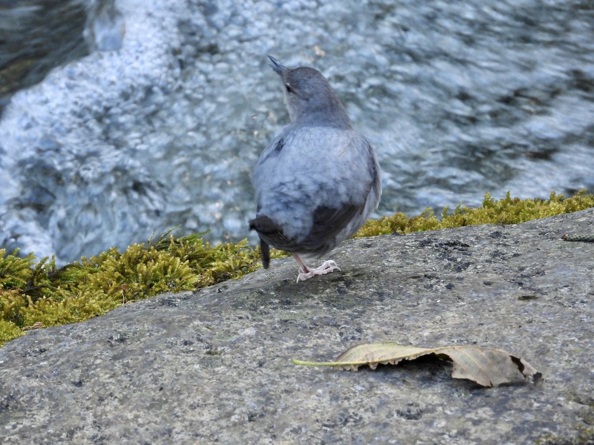 American Dipper - ML530423651