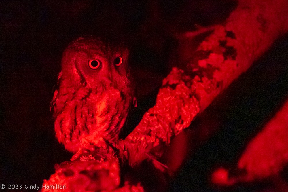 Eastern Screech-Owl - Cindy Hamilton