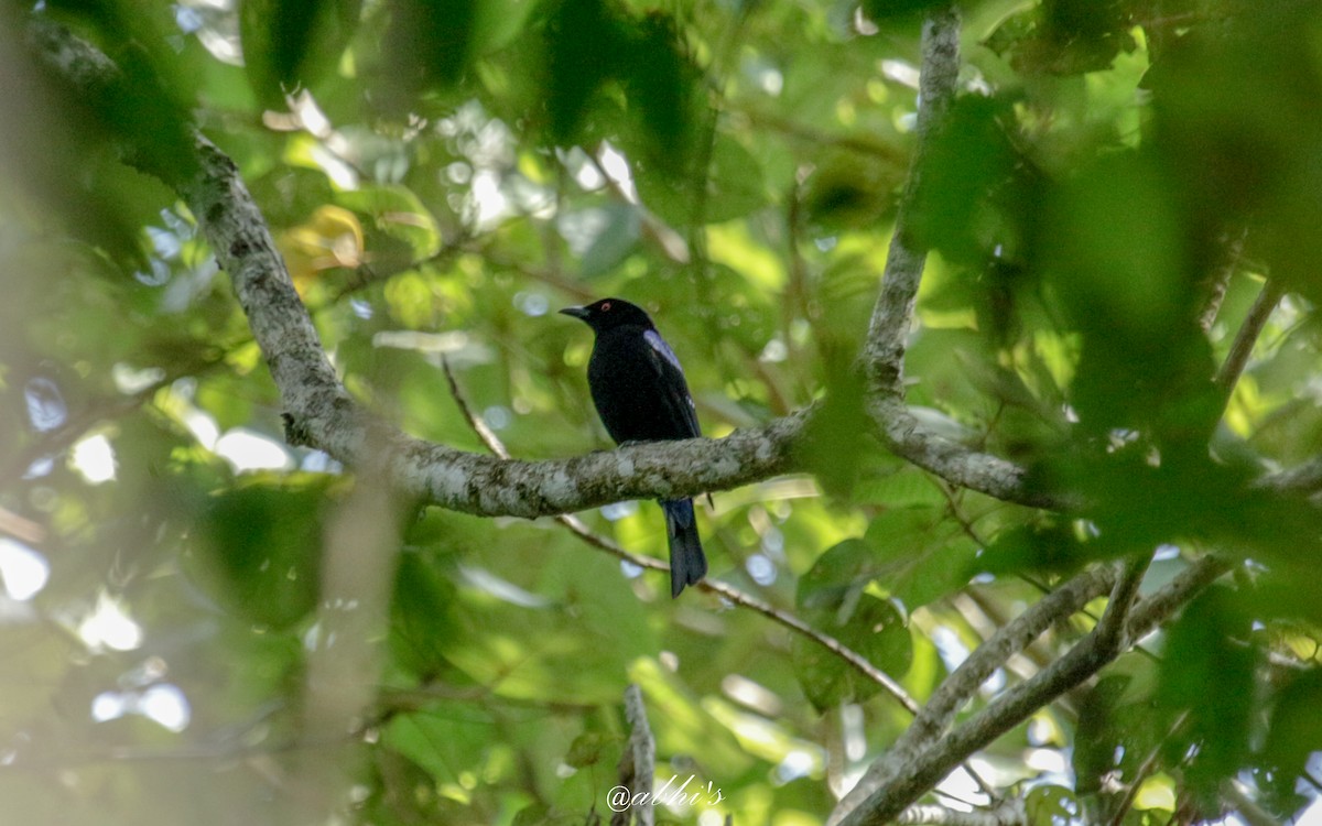 Asian Fairy-bluebird - ML530424041